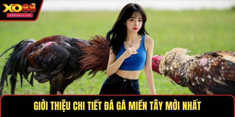 Giới thiệu chi tiết đá gà miền Tây mới nhất