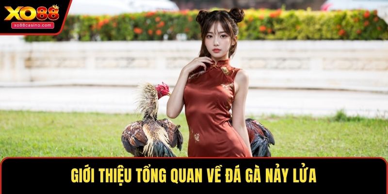 Giới thiệu tổng quan về đá gà nảy lửa