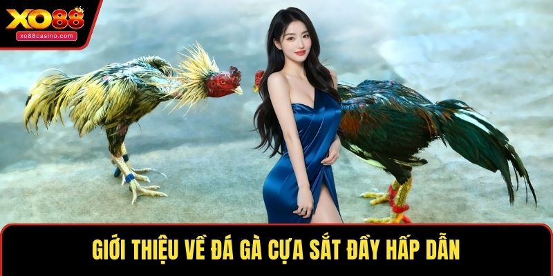 Giới thiệu về đá gà cựa sắt đầy hấp dẫn