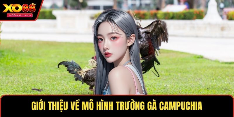 Giới thiệu về mô hình trường gà Campuchia