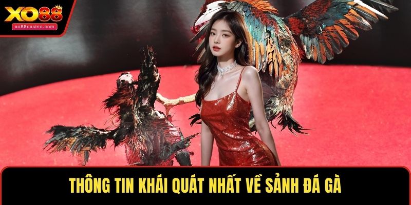 Thông tin khái quát nhất về sảnh đá gà