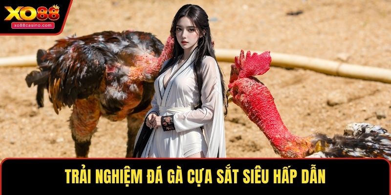 Trải nghiệm đá gà cựa sắt siêu hấp dẫn